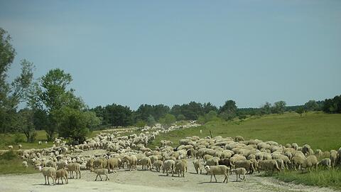 Die Schafherde auf der Fröttmaninger Heide - nicht mehr lange?
