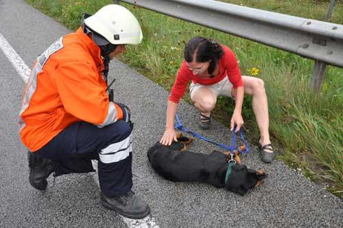 Dieser Hund wurde bei dem Unfall schwer verletzt