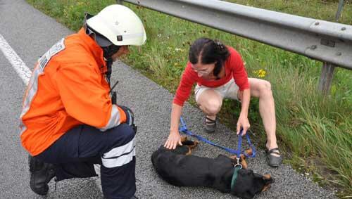 Dieser Hund wurde bei dem Unfall schwer verletzt Dieser Hund wurde bei dem Unfall schwer verletzt