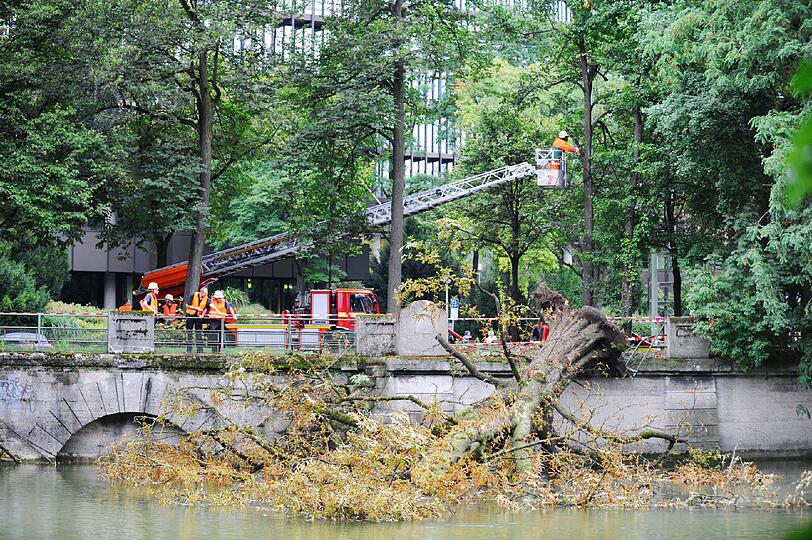 Einsatzfotos der Feuerwehr: Ein Baum stürzt in die Isar. Die Einsatzkräfte bergen die große Kastanie mit einem Kran