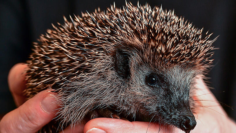 Dieser Igel ist zu klein, um allein durch den Winter zu kommen. Er wurde in einer Auffangstation aufgenommen und wird dort gepflegt.