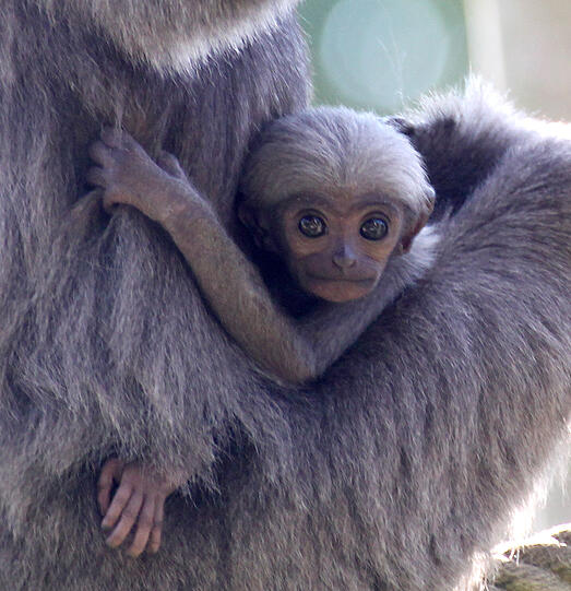 Silbergibbon-Mama Pangrango mit ihrem Baby