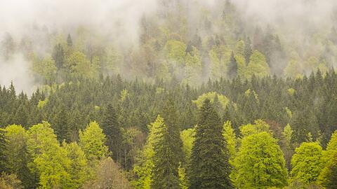 Das Graswangtal in den Ammergauer Alpen: Viele Anwohner wünschen sich dort einen weiteren bayerischen Nationalpark, zeigt eine Umfrage.