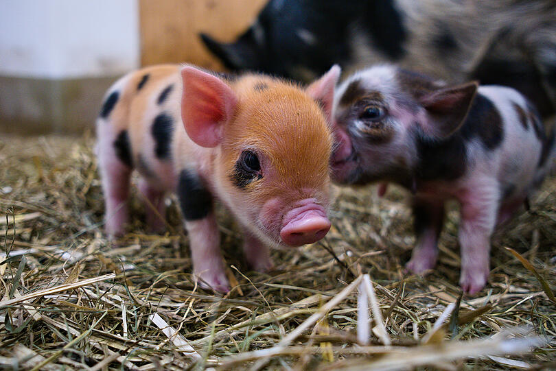 Insgesamt 14 putzige Schweinchen sind auf die Welt gekommen.