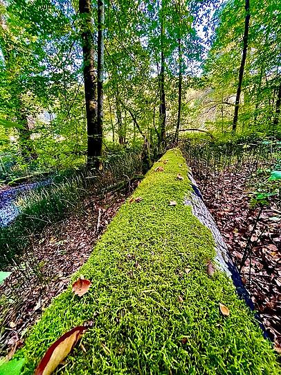 Die Pfade wissen auch im frühen Herbst zu überzeugen. Die Pfade wissen auch im frühen Herbst zu überzeugen.