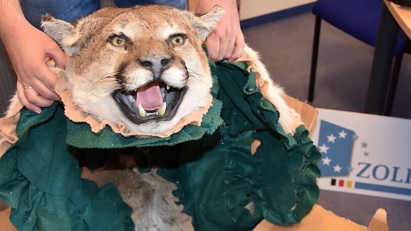 Der Kopf und das Fell eines Pumas waren nur eine der vielen skurrilen Fundstücke der Münchner Zollbeamten.