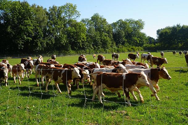 Bulls have a regular free range for the first few weeks. Bulls have a regular free range for the first few weeks.