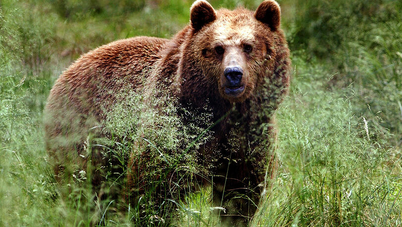 Ein Braunbär.