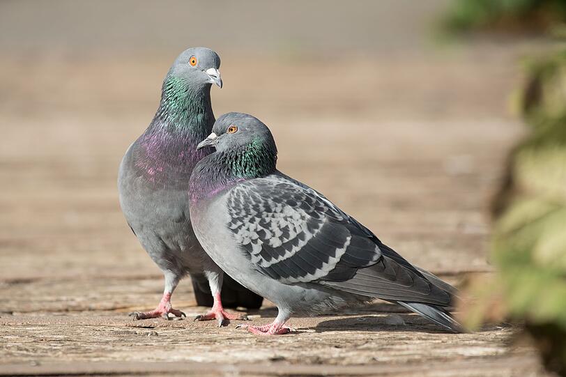 In Italien formuliert man das so, dass die Vögel, um die es geht, immerhin die Redensart überleben. Es werden zwei Tauben mit einer Bohne gefangen: "Prendere due piccioni con una fava." In Italien formuliert man das so, dass die Vögel, um die es geht, immerhin die Redensart überleben. Es werden zwei Tauben mit einer Bohne gefangen: "Prendere due piccioni con una fava."