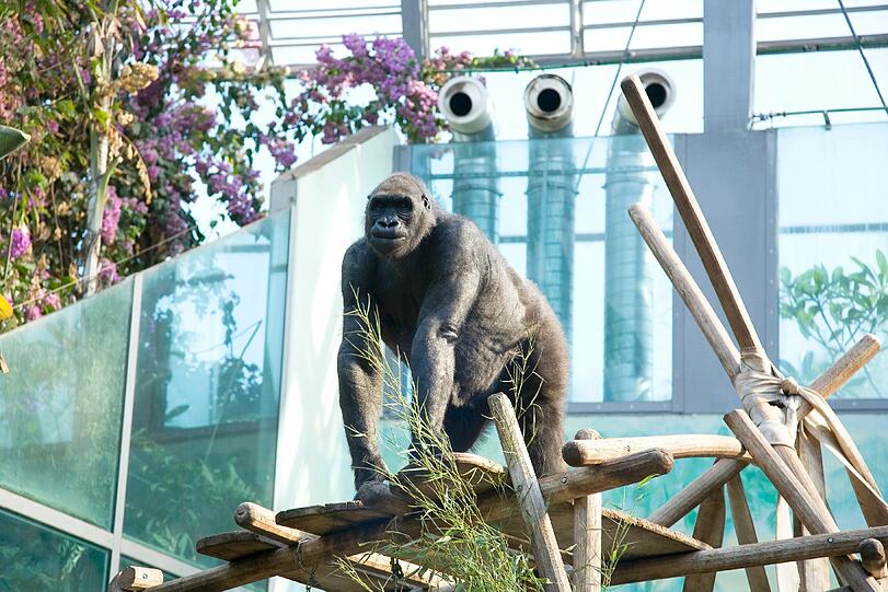 Weitere Bilder aus dem Gorilla-Gehege nach der Taufe.