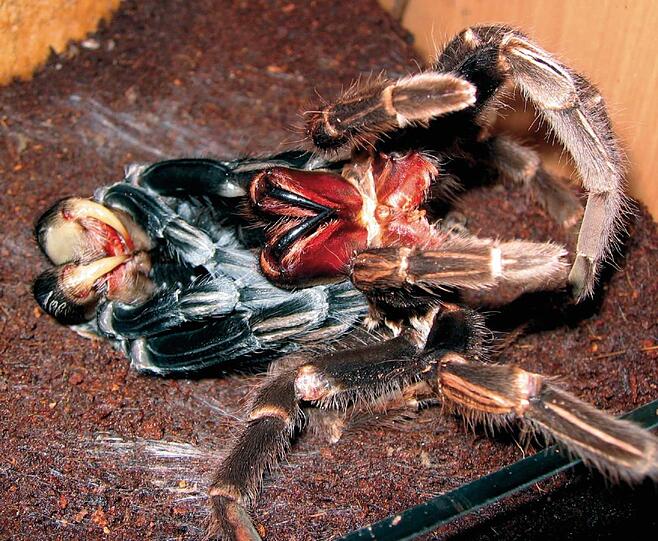Die Häutung einer Vogelspinne.