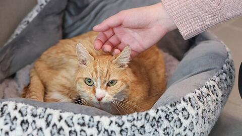 Tiere brauchen Zuneigung ‒ wie der Mensch auch (Symbolbild).