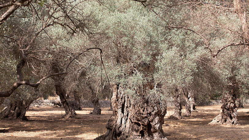 Ein Olivenbaumfeld in der Nähe des Dorfes Bunyola auf Mallorca. Eine Dürrewelle plagt die Insel.