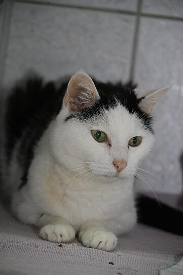 Zenta, geboren circa 1998, gefunden am 3. Juni 2015 in Fürstenried West, sehr schlapp, sehr abgemagert, blind.