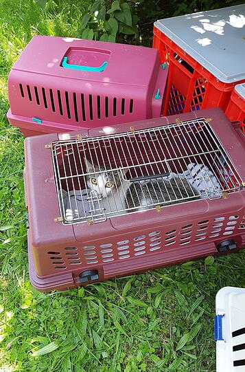 Die Feuerwehr hat acht Katzen aus einer brennenden Wohnung in Bogenhausen gerettet.