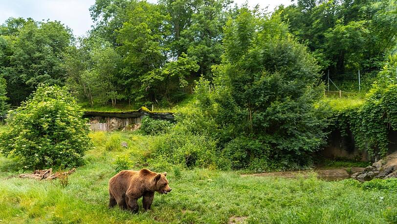Dieser Braunbär in den französischen Pyrenäen kann den Schafen keinen Schaden zufügen: Er lebt in einem Park in der Gemeinde Borce. Dieser Braunbär in den französischen Pyrenäen kann den Schafen keinen Schaden zufügen: Er lebt in einem Park in der Gemeinde Borce.