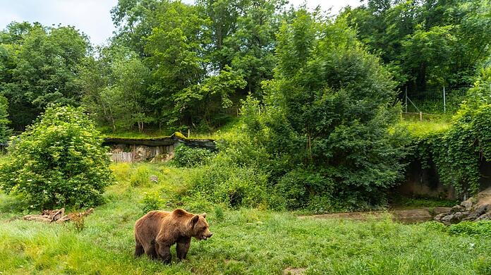 Dieser Braunbär in den französischen Pyrenäen kann den Schafen keinen Schaden zufügen: Er lebt in einem Park in der Gemeinde Borce.