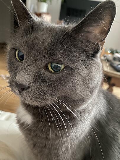 Mausi