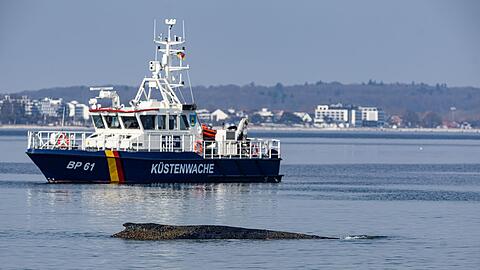 Der Wal wurde in der Nacht zu Montag im Wasser vor dem Ortsteil Niendorf der Gemeinde Timmendorfer Strand entdeckt, wie die Polizei mitteilte.