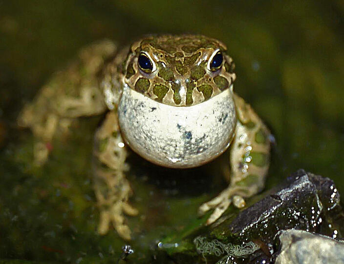 Wegen einer Wechselkröten-Population (hier ein balzendes Männchen) wird eine Ausgleichfläche gebaut.