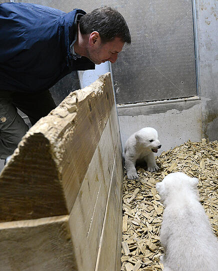 Tierparkchef Knieriem macht "Guckguck" bei den Eisbären-Geschwistern.