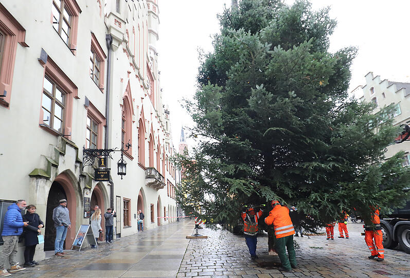 Der Baum wird vor dem Rathaus aufgestellt.