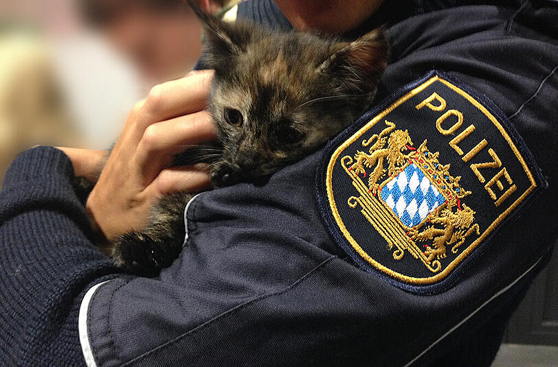 "Milli" hat gerade noch mal Glück gehabt. Jetzt kümmert sich zunächst die Polizei um das herrenlose Baby-Kätzchen.