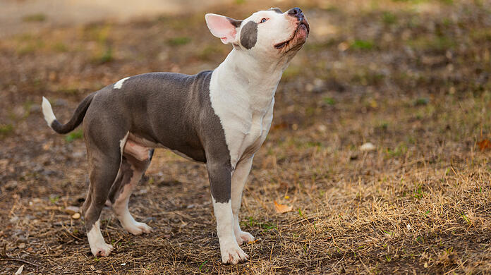 Ein junger American Pitbull ist beim Spielen qualvoll an einem Ball erstickt. (Symbolbild)