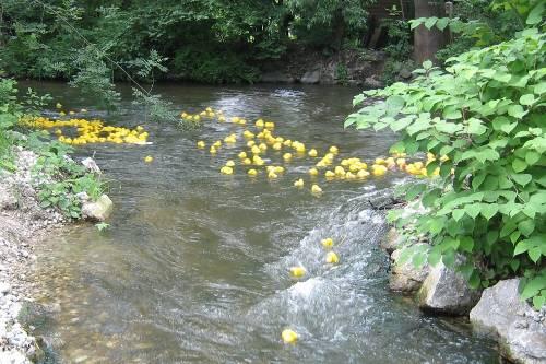 Auf der Würm zwischen Planegg und Gräfelfing warten viele Gefahren auf die Entchen.