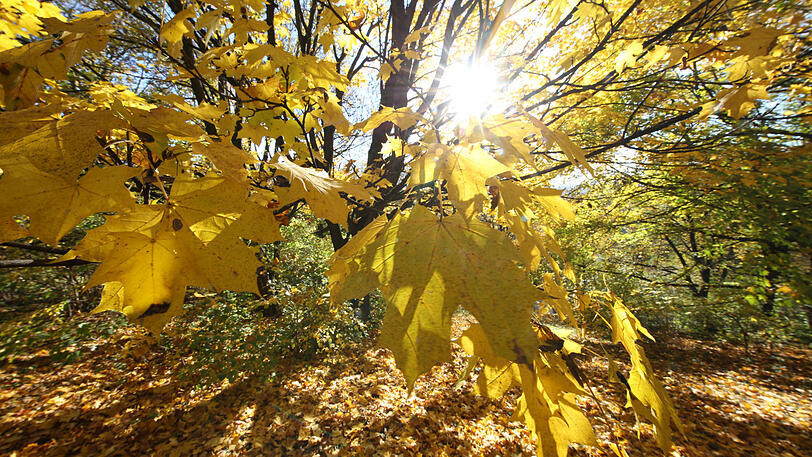 Traumhafte Herbststimmung im Luitpoldpark.