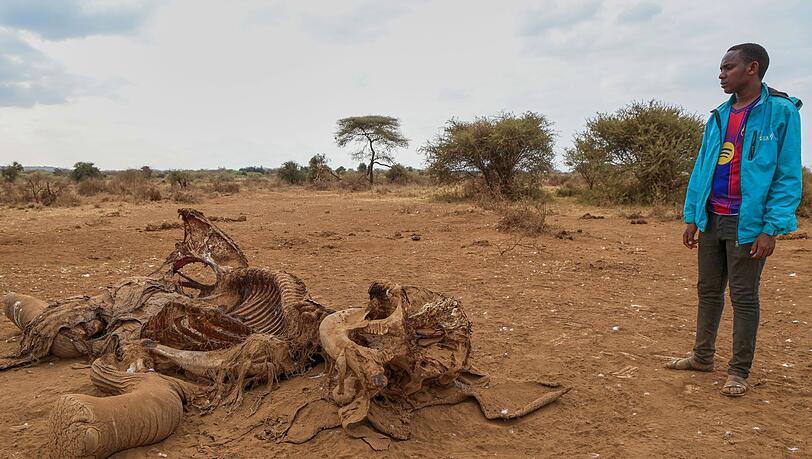 Seit Juni sind im Amboseli-Gebiet 18 Elefanten durch Vergiftungen gestorben. (Archivbild) Seit Juni sind im Amboseli-Gebiet 18 Elefanten durch Vergiftungen gestorben. (Archivbild)