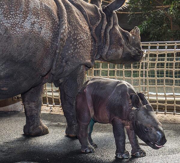 Sieht aus wie eine Miniausgabe von Mama: der kleine Nashornbulle in Hellabrunn.