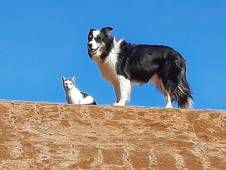 Hund Sancho (Border Collie) und Hauskatze Murphy
