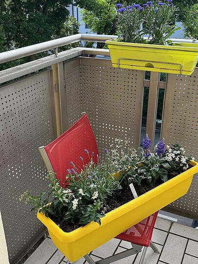 Hier ist der gelbe Blumenkasten in guter Gesellschaft, für die Bienen traumhafte Bedingungen.