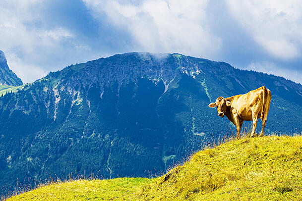 Eine Kuh auf dem Isenberch mit dem Breitenberg im Hintergrund. Dessen Gipfel ist über 1800 Meter hoch.