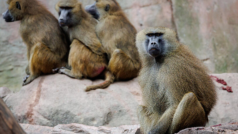 Vier Paviane sitzen in ihrem Gehege im Tiergarten Nürnberg. Die getöteten Paviane sind an Raubtiere verfüttert worden. Vier Paviane sitzen in ihrem Gehege im Tiergarten Nürnberg. Die getöteten Paviane sind an Raubtiere verfüttert worden.