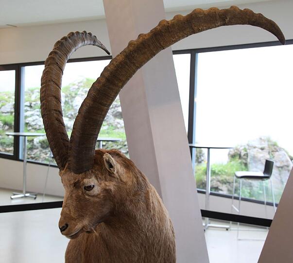 Der Steinbock ist auf dem Pilatus wieder heimisch.