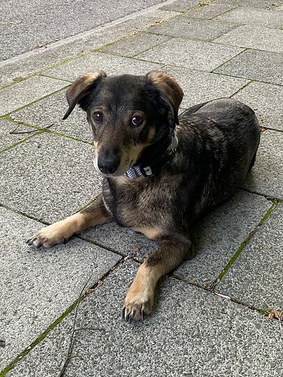 Benni kam aus einem Recht verwahrlosten Haushalt, nun ist er seit 12 Jahren bei uns und wird von allen im Freundeskreis, im Büro oder in der Akrobatikformation geliebt und ist unser Therapiehund. Wen Benni mit seinen treuen Augen anschaut, kann ihm nicht widerstehen.