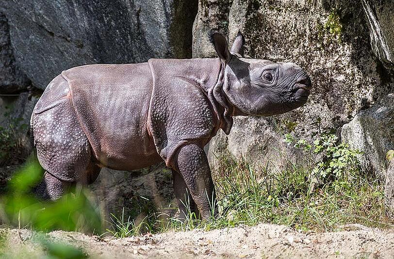 Das Nashornbaby mit seiner Mutter Rapti im Außengehege des Tierpark Hellabrunn. Die Bilder vom ersten Ausflug nach draußen.