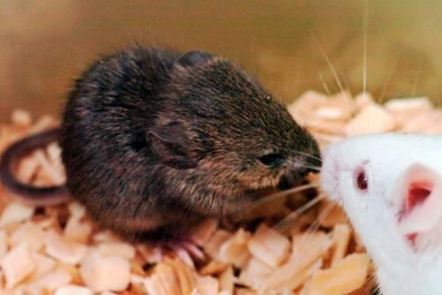 Drollig anzusehen und eine Sensation der Wissenschaft: Die Klon-Maus (links).