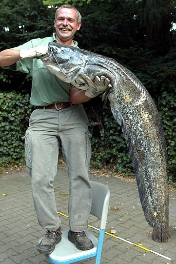&bdquo;Killerwels&ldquo; HUGO: Ein tragisches Ende nahm 2005 auch Hugo aus einem
gefluteten Steinbruch im sächsischen Steina. Der Fisch soll einen
Dackel in die Tiefe gerissen haben. Gesehen hat es zwar niemand,
dennoch wurde Hugo der Kampf angesagt. Ein Angler zog den 1,60 Meter
langen Fisch an Land und Hugo stand ein letztes Mal im Mittelpunkt:
als Mahlzeit auf einer großen Party am See.