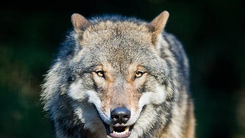Bayern ist Wolf-Erwartungsland. Naturschützer fordrn, dass die Bauern das akzeptieren. Bayern ist Wolf-Erwartungsland. Naturschützer fordrn, dass die Bauern das akzeptieren.