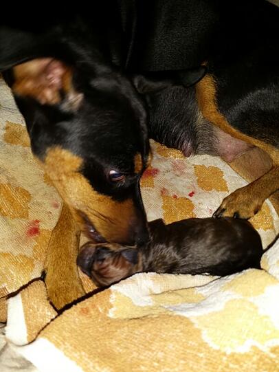 Die acht neugeborenen Zwergpinscher - ihre Eltern Lotte und Willi sind stolz auf den Nachwuchs.