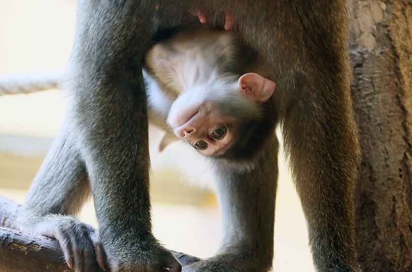 Im Tierpark Hellabrunn zeigte Drill-Affen-Dame Afi (7) stolz ihren Nachwuchs. Für den kleinen Affen wird noch ein Name gesucht.