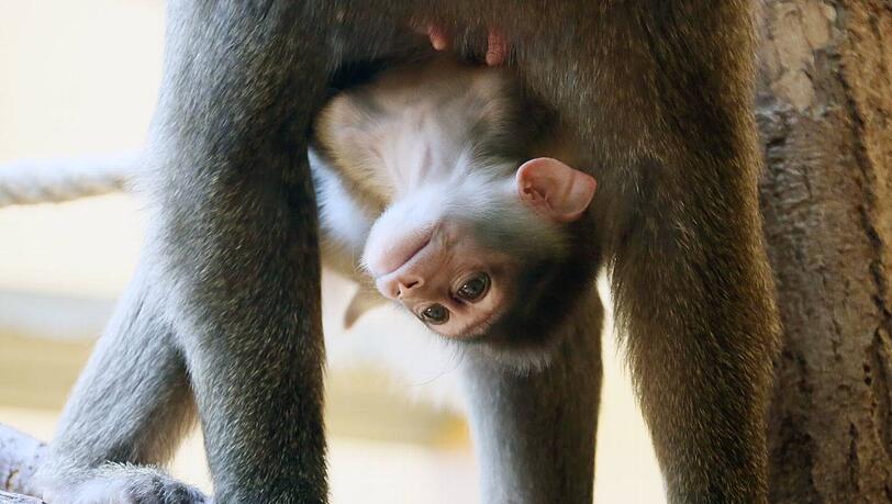 Im Tierpark Hellabrunn zeigte Drill-Affen-Dame Afi (7) stolz ihren Nachwuchs. Für den kleinen Affen wird noch ein Name gesucht. Im Tierpark Hellabrunn zeigte Drill-Affen-Dame Afi (7) stolz ihren Nachwuchs. Für den kleinen Affen wird noch ein Name gesucht.