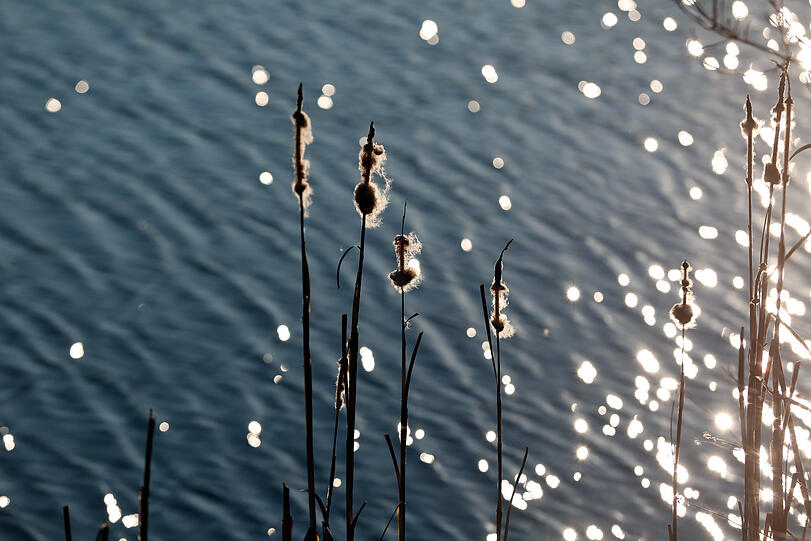Der alte Rohrkolben franst aus und glitzert in der Sonne am See.