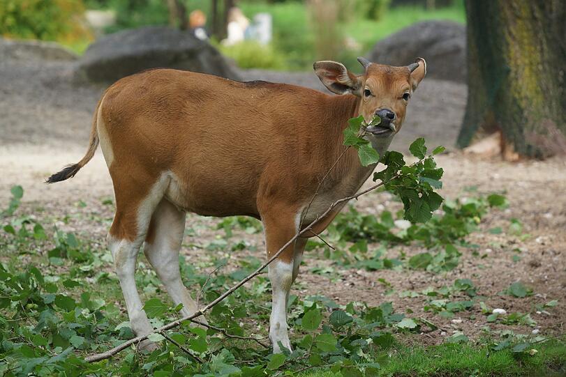 Die Banteng-Familie hat mit dem Nachwuchs jede Menge Trubel auf der Anlage. Sie niedlichen Bilder...