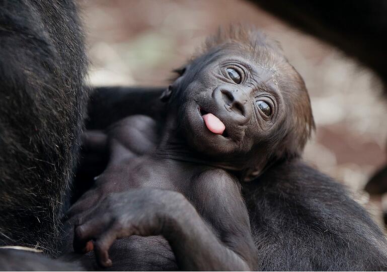 Kaum zu glauben, dass aus diesem kleinen Fellknäul einmal ein riesiges Gorilla-Männchen bzw. ein Gorilla-Weibchen wird.