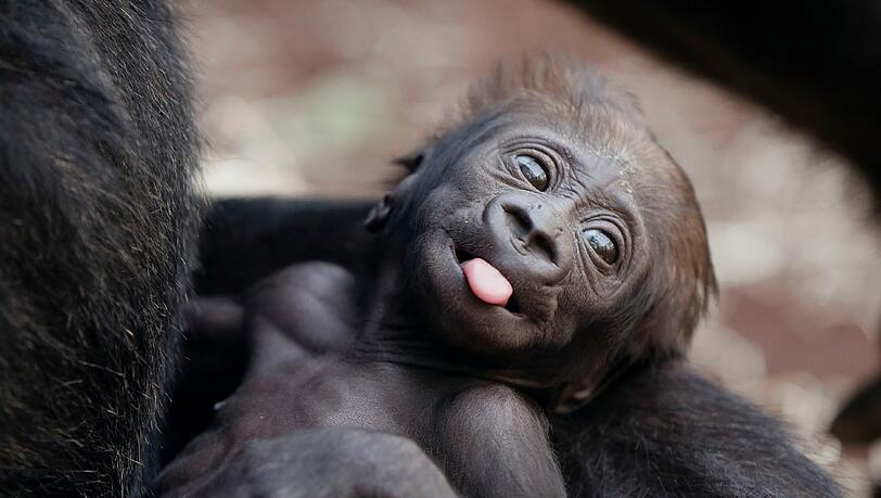 Kaum zu glauben, dass aus diesem kleinen Fellknäul einmal ein riesiges Gorilla-Männchen bzw. ein Gorilla-Weibchen wird. Kaum zu glauben, dass aus diesem kleinen Fellknäul einmal ein riesiges Gorilla-Männchen bzw. ein Gorilla-Weibchen wird.