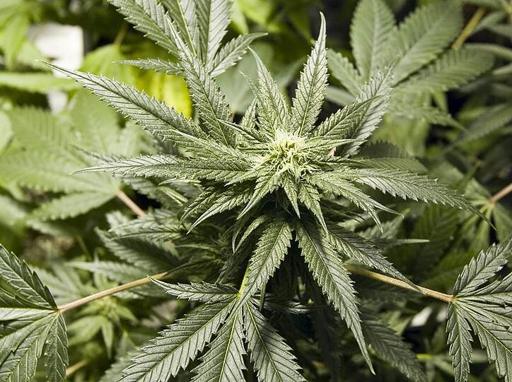 Marihuana (Symbolbild)